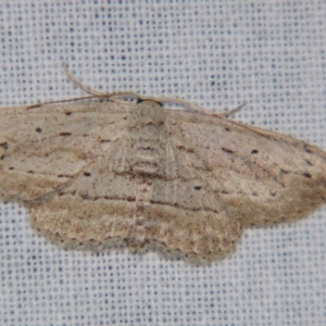 Scopula desita at Sheldon, QLD - suppressed