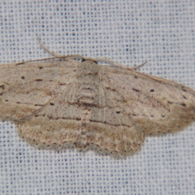 Scopula desita (A Geometer moth) at Sheldon, QLD - 9 Jun 2007 by PJH123