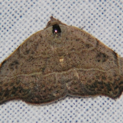 Sophta concavata (Varied Hookwing) at Sheldon, QLD - 9 Jun 2007 by PJH123