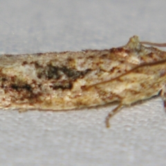 Thrincophora lignigerana (A Tortricid moth) at Sheldon, QLD - 9 Jun 2007 by PJH123