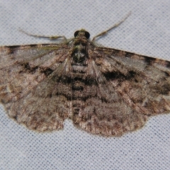 Unplaced suasaria (Unplaced suasaria) at Sheldon, QLD - 9 Jun 2007 by PJH123