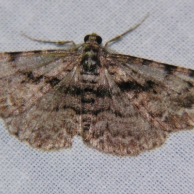 Unplaced suasaria (Unplaced suasaria) at Sheldon, QLD - 9 Jun 2007 by PJH123