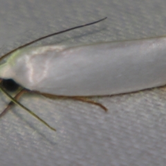 Xylorycta assimilis (A Xyloryctid moth) at Sheldon, QLD - 9 Jun 2007 by PJH123