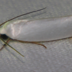 Xylorycta assimilis at Sheldon, QLD - suppressed