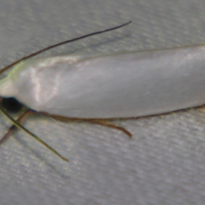 Xylorycta assimilis (A Xyloryctid moth) at Sheldon, QLD - 9 Jun 2007 by PJH123