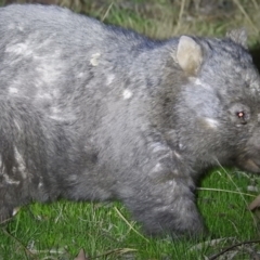 Vombatus ursinus (Common wombat, Bare-nosed Wombat) at Kambah, ACT - 8 Aug 2023 by HelenCross