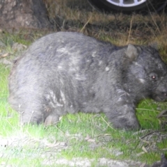 Vombatus ursinus at Kambah, ACT - 8 Aug 2023 07:05 PM