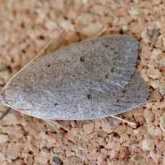 Unidentified Concealer moth (Oecophoridae) at Moruya, NSW - 8 Aug 2023 by LisaH