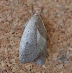 Chezala privatella at Moruya, NSW - suppressed