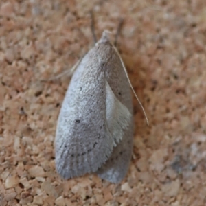 Chezala privatella at Moruya, NSW - suppressed