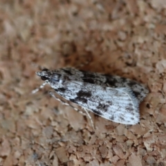 Scoparia chiasta at Broulee Moruya Nature Observation Area - 8 Aug 2023 by LisaH