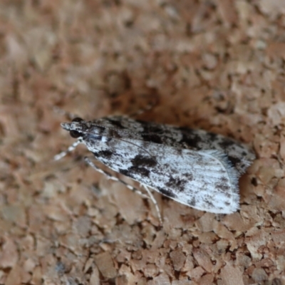 Unidentified Pyralid or Snout Moth (Pyralidae & Crambidae) at Moruya, NSW - 8 Aug 2023 by LisaH