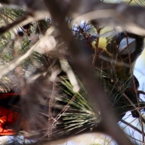 Calyptorhynchus lathami lathami at Moruya, NSW - 8 Aug 2023