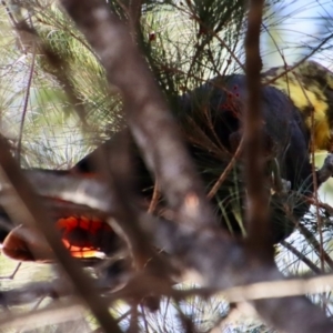 Calyptorhynchus lathami at Moruya, NSW - 8 Aug 2023