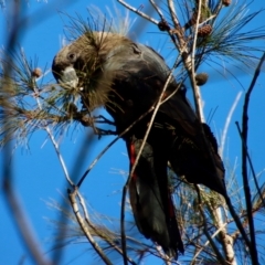 Calyptorhynchus lathami lathami at Moruya, NSW - 8 Aug 2023