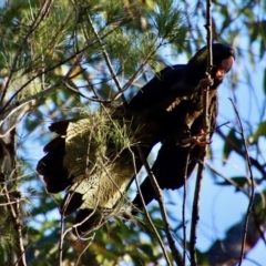 Zanda funerea (Yellow-tailed Black-Cockatoo) at Broulee Moruya Nature Observation Area - 7 Aug 2023 by LisaH