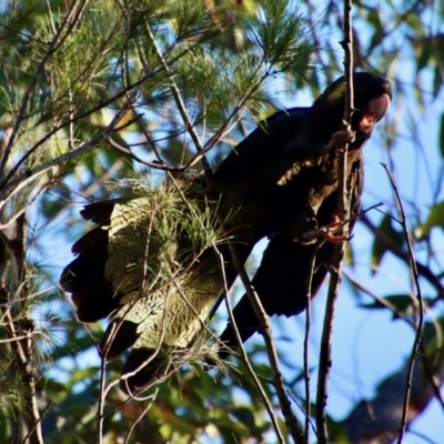 Zanda funerea (Yellow-tailed Black-Cockatoo) at Moruya, NSW - 7 Aug 2023 by LisaH