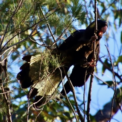 Zanda funerea (Yellow-tailed Black-Cockatoo) at Broulee Moruya Nature Observation Area - 7 Aug 2023 by LisaH