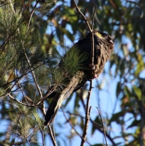 Zanda funerea at Moruya, NSW - 8 Aug 2023