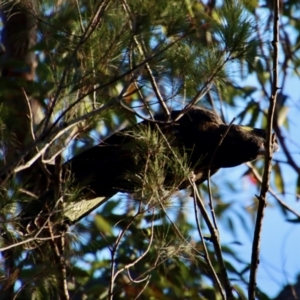 Zanda funerea at Moruya, NSW - 8 Aug 2023