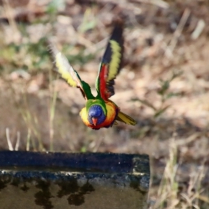 Trichoglossus moluccanus at Moruya, NSW - suppressed