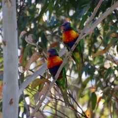 Trichoglossus moluccanus at Moruya, NSW - suppressed