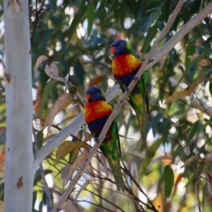 Trichoglossus moluccanus at Moruya, NSW - suppressed