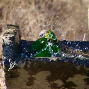 Trichoglossus moluccanus at Moruya, NSW - suppressed