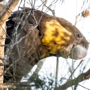 Calyptorhynchus lathami lathami at Bundanoon, NSW - suppressed