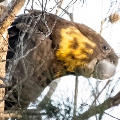 Calyptorhynchus lathami lathami (Glossy Black-Cockatoo) at Bundanoon, NSW - 4 Aug 2023 by Aussiegall