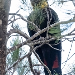 Calyptorhynchus lathami lathami at Bundanoon, NSW - suppressed