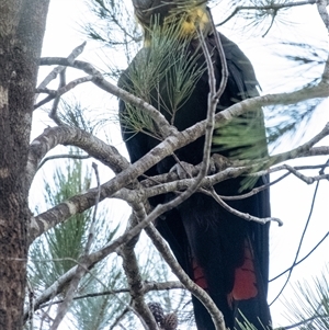 Calyptorhynchus lathami lathami at Bundanoon, NSW - suppressed