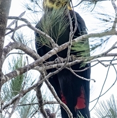 Calyptorhynchus lathami lathami at Bundanoon, NSW - suppressed