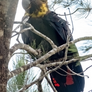 Calyptorhynchus lathami lathami at Bundanoon, NSW - suppressed