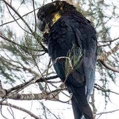 Calyptorhynchus lathami lathami at Bundanoon, NSW - suppressed