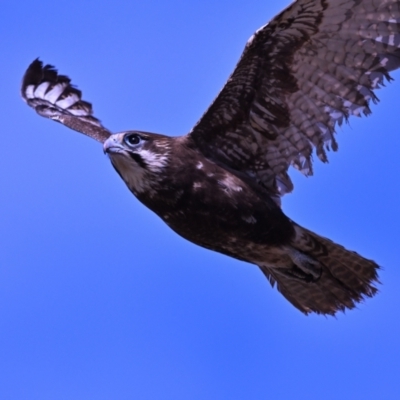 Falco berigora (Brown Falcon) at Fyshwick, ACT - 7 Aug 2023 by davidcunninghamwildlife
