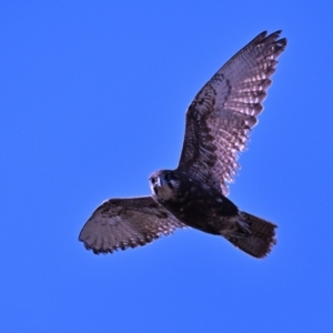 Falco berigora at Fyshwick, ACT - 7 Aug 2023