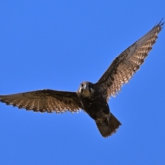Falco berigora at Fyshwick, ACT - 7 Aug 2023