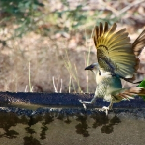 Ptilonorhynchus violaceus at Moruya, NSW - suppressed