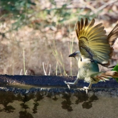 Ptilonorhynchus violaceus (Satin Bowerbird) at Broulee Moruya Nature Observation Area - 8 Aug 2023 by LisaH