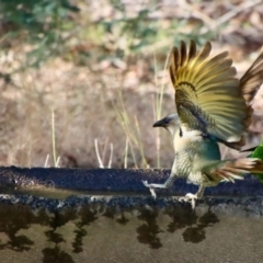 Ptilonorhynchus violaceus (Satin Bowerbird) at Moruya, NSW - 8 Aug 2023 by LisaH