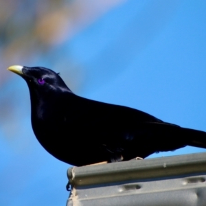 Ptilonorhynchus violaceus at Moruya, NSW - 8 Aug 2023