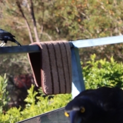 Ptilonorhynchus violaceus at Moruya, NSW - suppressed