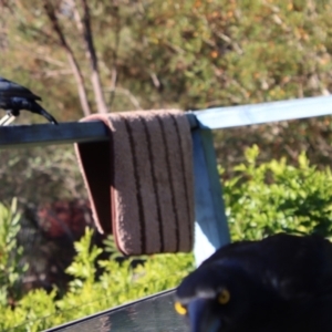 Ptilonorhynchus violaceus at Moruya, NSW - suppressed