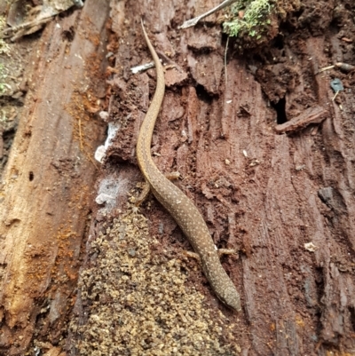 Saproscincus mustelinus (Weasel Skink) at Wingecarribee Local Government Area - 6 Aug 2023 by Aussiegall