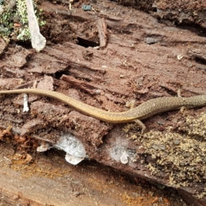 Saproscincus mustelinus at Wingecarribee Local Government Area - 6 Aug 2023 11:48 AM