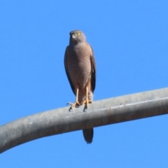 Tachyspiza fasciata (Brown Goshawk) at Tharwa Bridge - 8 Aug 2023 by RodDeb