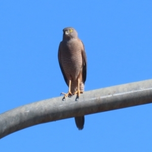 Accipiter fasciatus at Tharwa, ACT - 8 Aug 2023