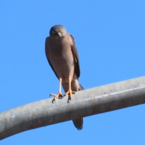 Accipiter fasciatus at Tharwa, ACT - 8 Aug 2023