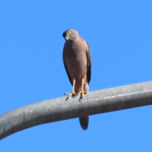 Accipiter fasciatus at Tharwa, ACT - 8 Aug 2023